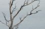 10VolcanoNP - 94 * House Finch (non-native species)